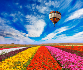 Воздушный шар над полем цветов